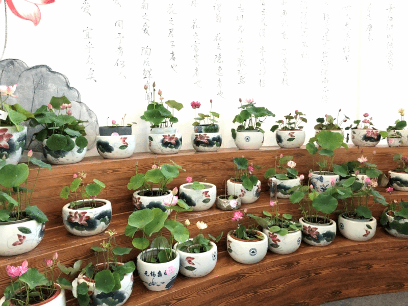 我校教师带队获得全国碗莲栽培技术竞赛银奖