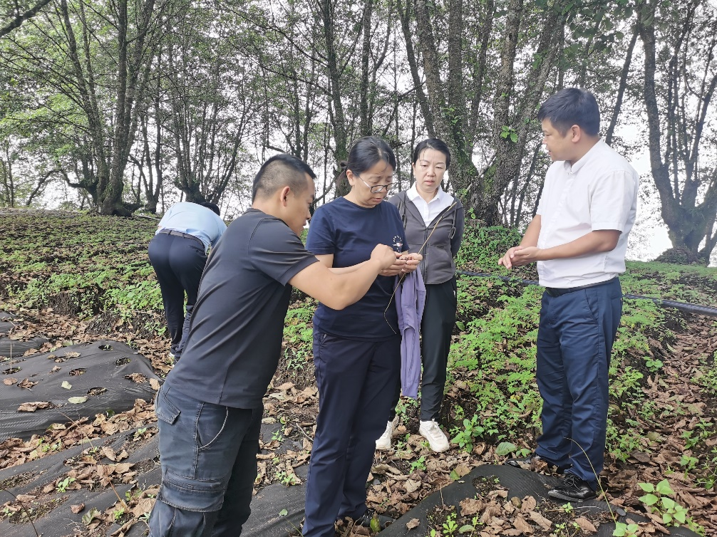 西南林业大学林下中药材科技产业特派团赴临沧开展技术培训活动
